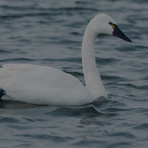 Tundra Swan