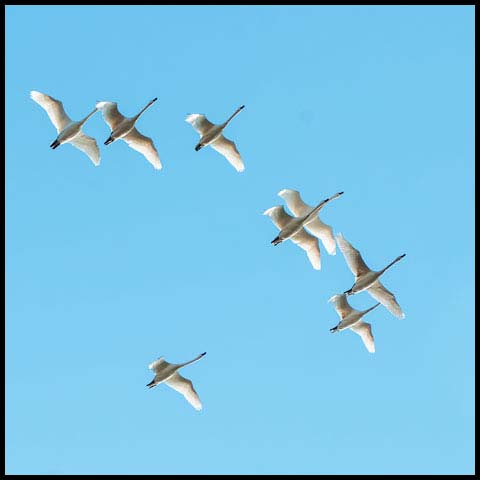 Tundra Swan