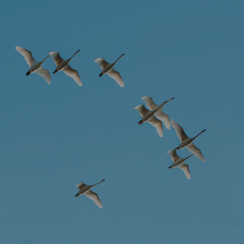 Tundra Swan
