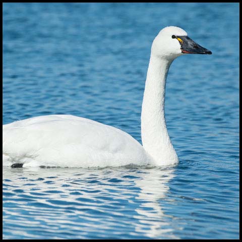 Tundra Swan