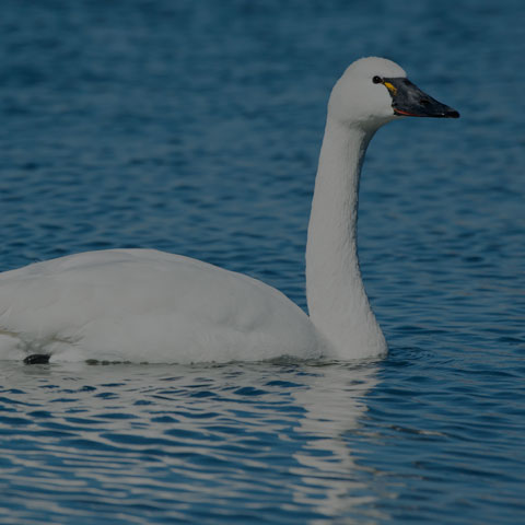 Tundra Swan