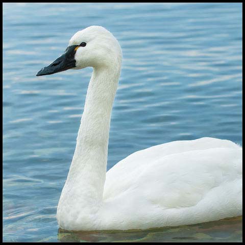 Tundra Swan