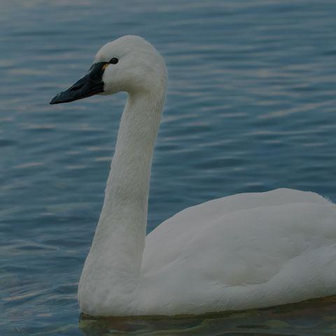 Tundra Swan