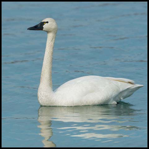 Tundra Swan