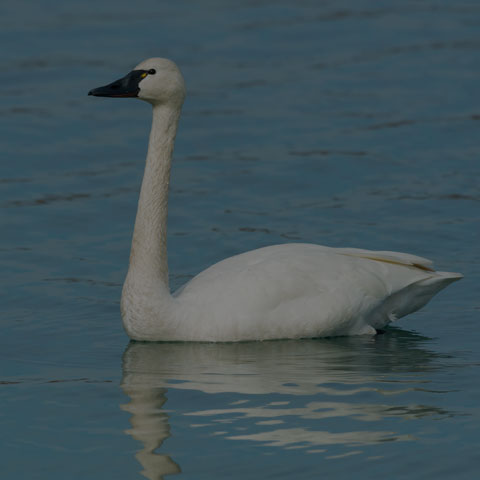 Tundra Swan