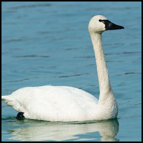 Tundra Swan