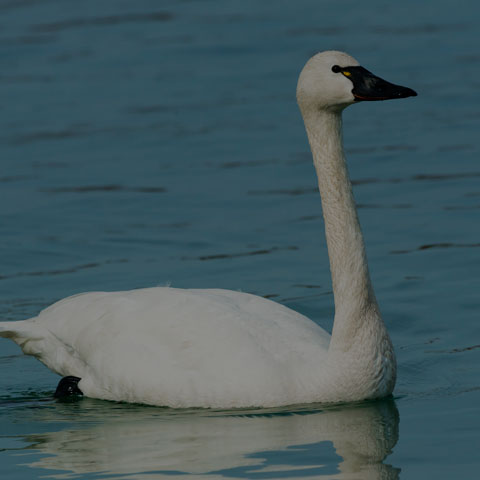 Tundra Swan