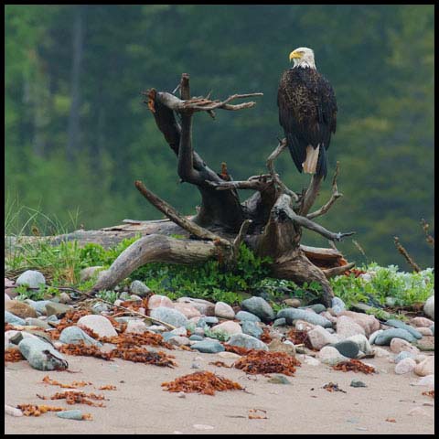 Bald Eagle