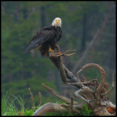 Bald Eagle