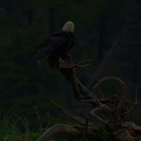 Bald Eagle