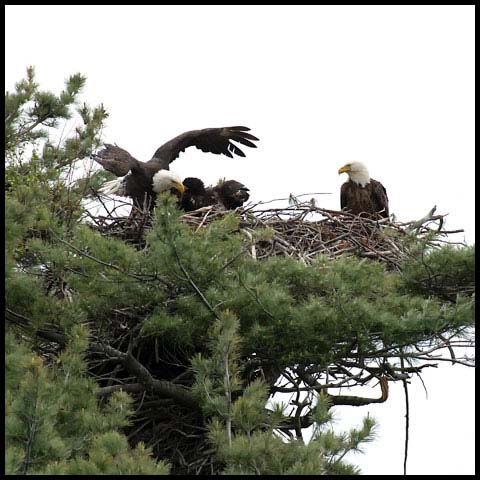 Bald Eagle