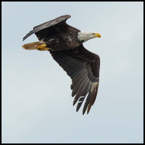 Bald Eagle