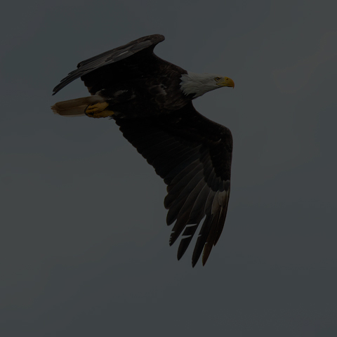 Bald Eagle