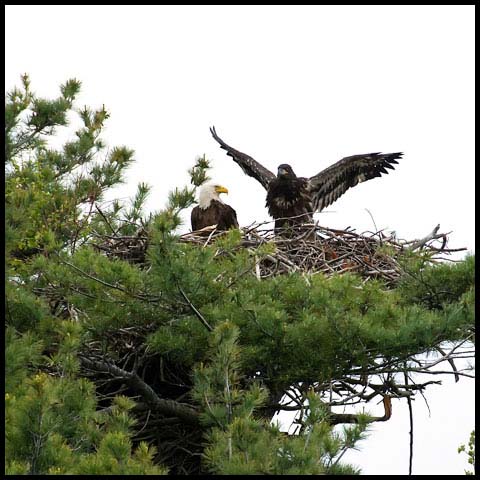 Bald Eagle