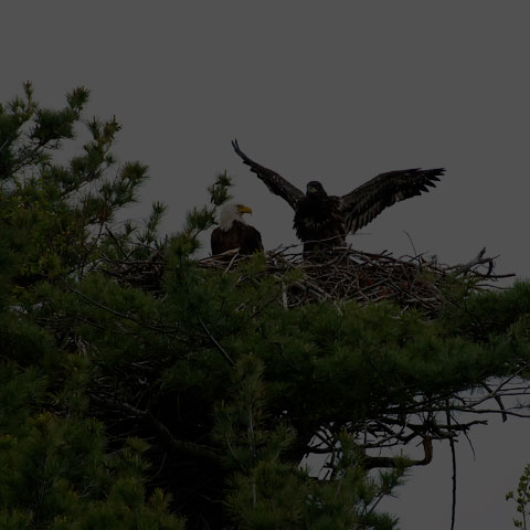 Bald Eagle