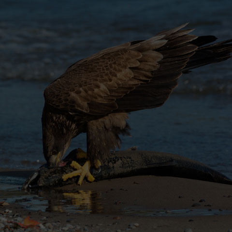 Bald Eagle