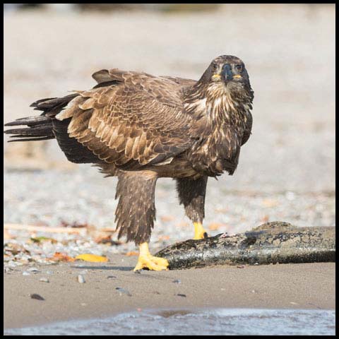 Bald Eagle