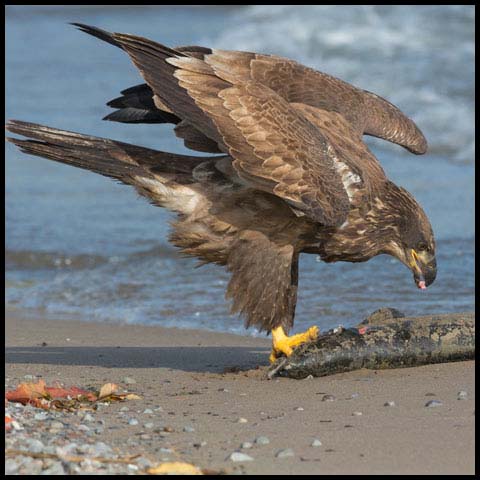 Bald Eagle