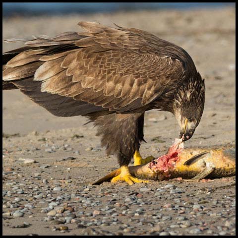 Bald Eagle