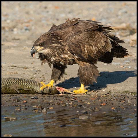 Bald Eagle