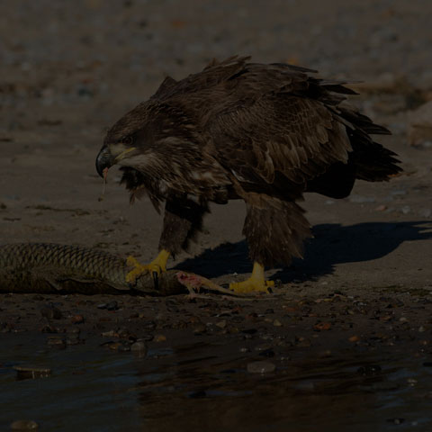 Bald Eagle