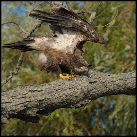 Bald Eagle