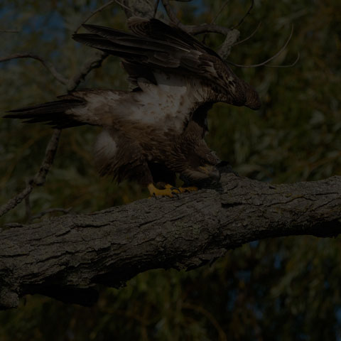 Bald Eagle