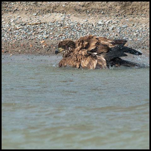 Bald Eagle