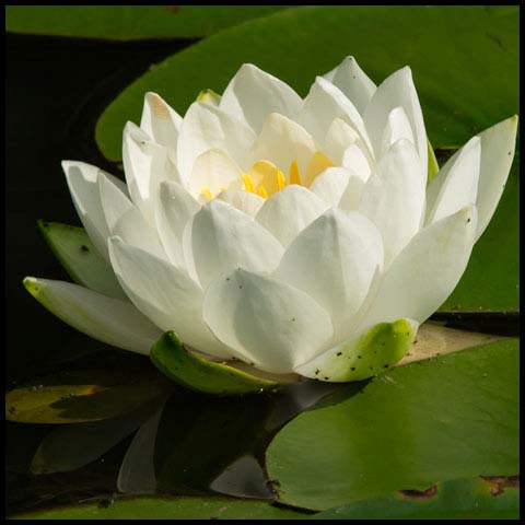 American White Waterlily