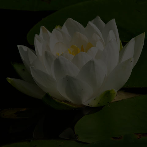 American White Waterlily