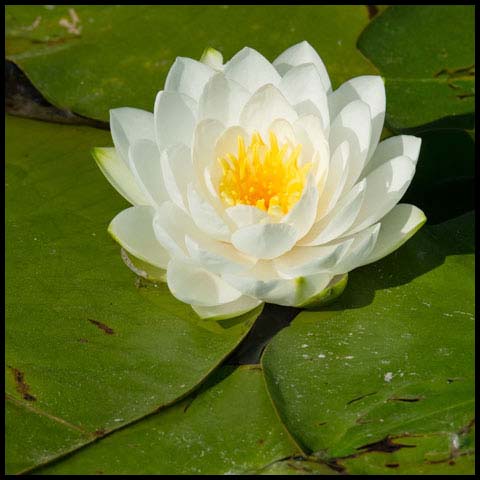 American White Waterlily