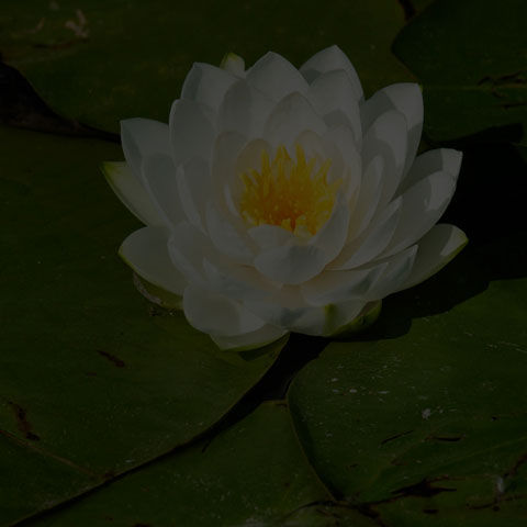 American White Waterlily