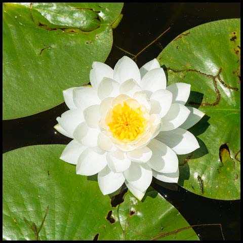 American White Waterlily
