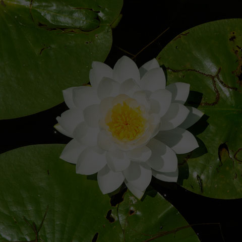 American White Waterlily
