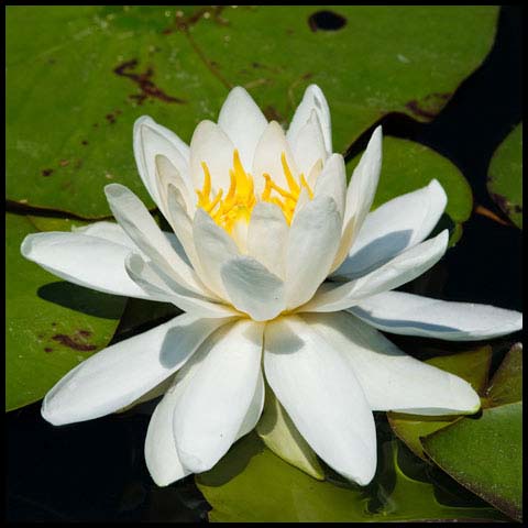 American White Waterlily