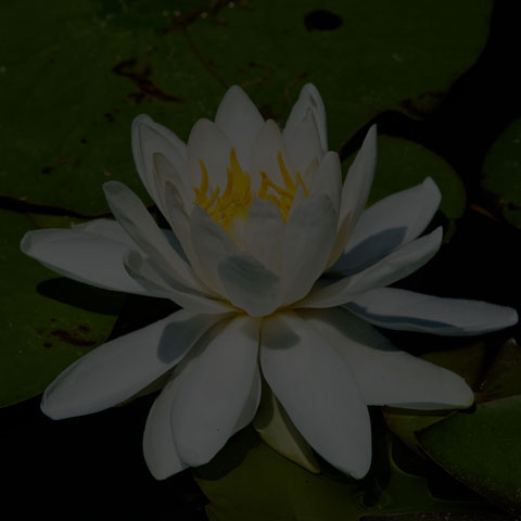 American White Waterlily