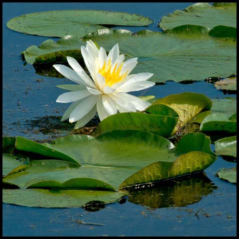 American White Waterlily