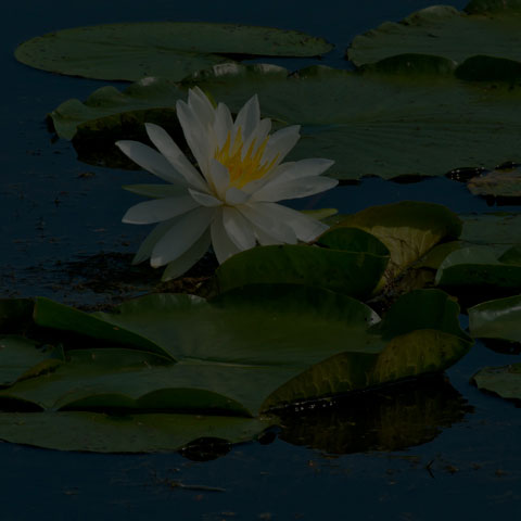 American White Waterlily