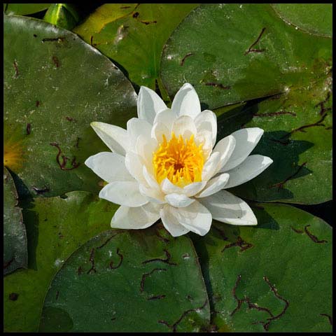 American White Waterlily