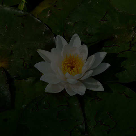 American White Waterlily