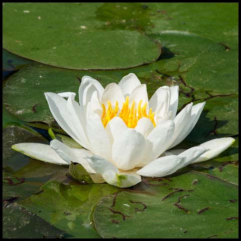 American White Waterlily