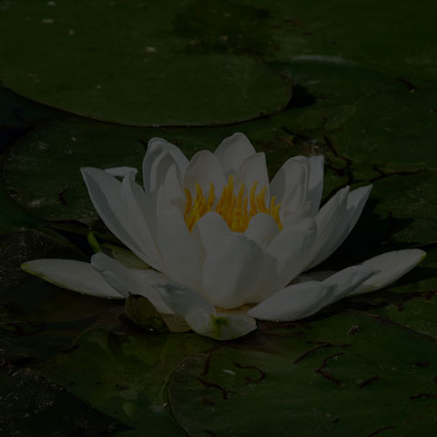 American White Waterlily