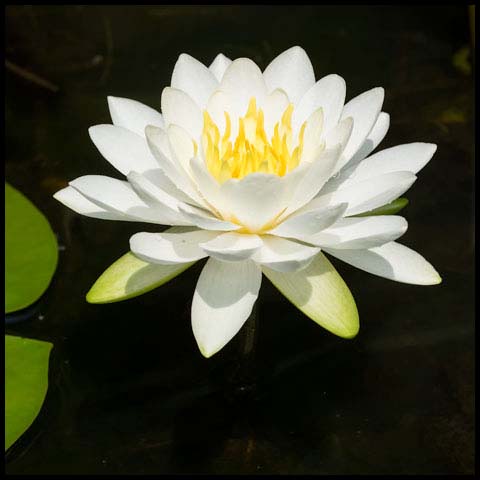 American White Waterlily