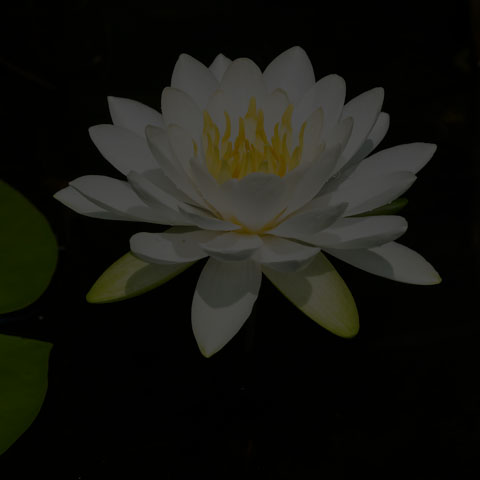 American White Waterlily