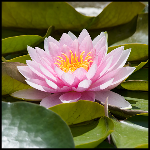 American White Waterlily