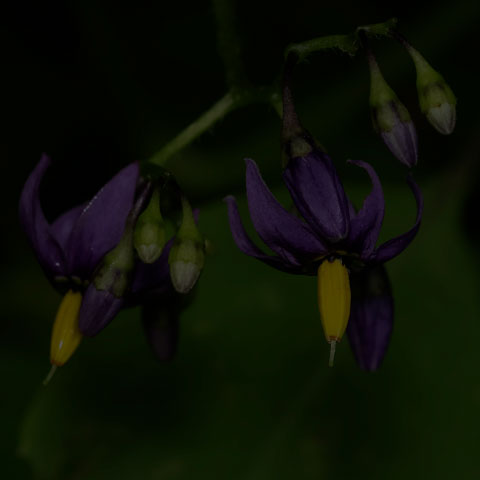 Bittersweet Nightshade