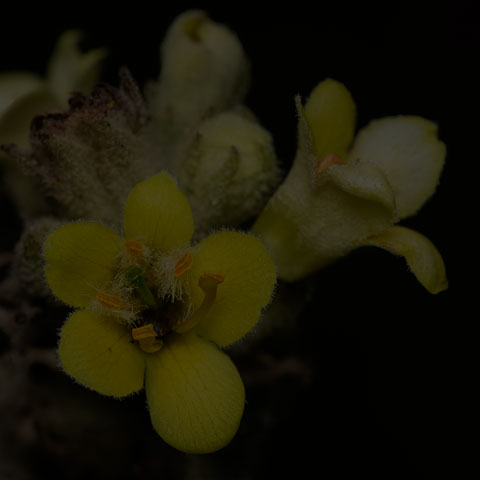 Common Mullein