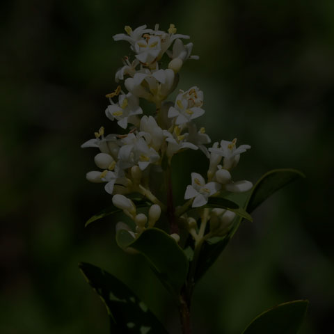 Common Privet