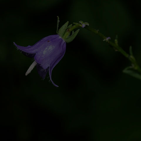 Creeping Bellflower