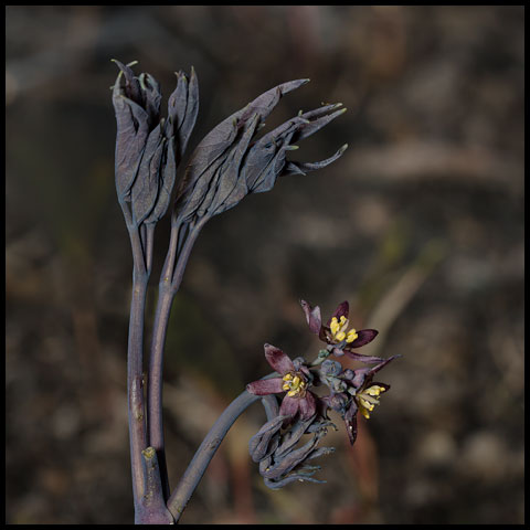 Early Blue Cohosh
